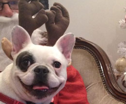 dog boarding services